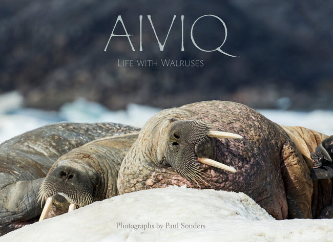 Aiviq : Life with Walruses