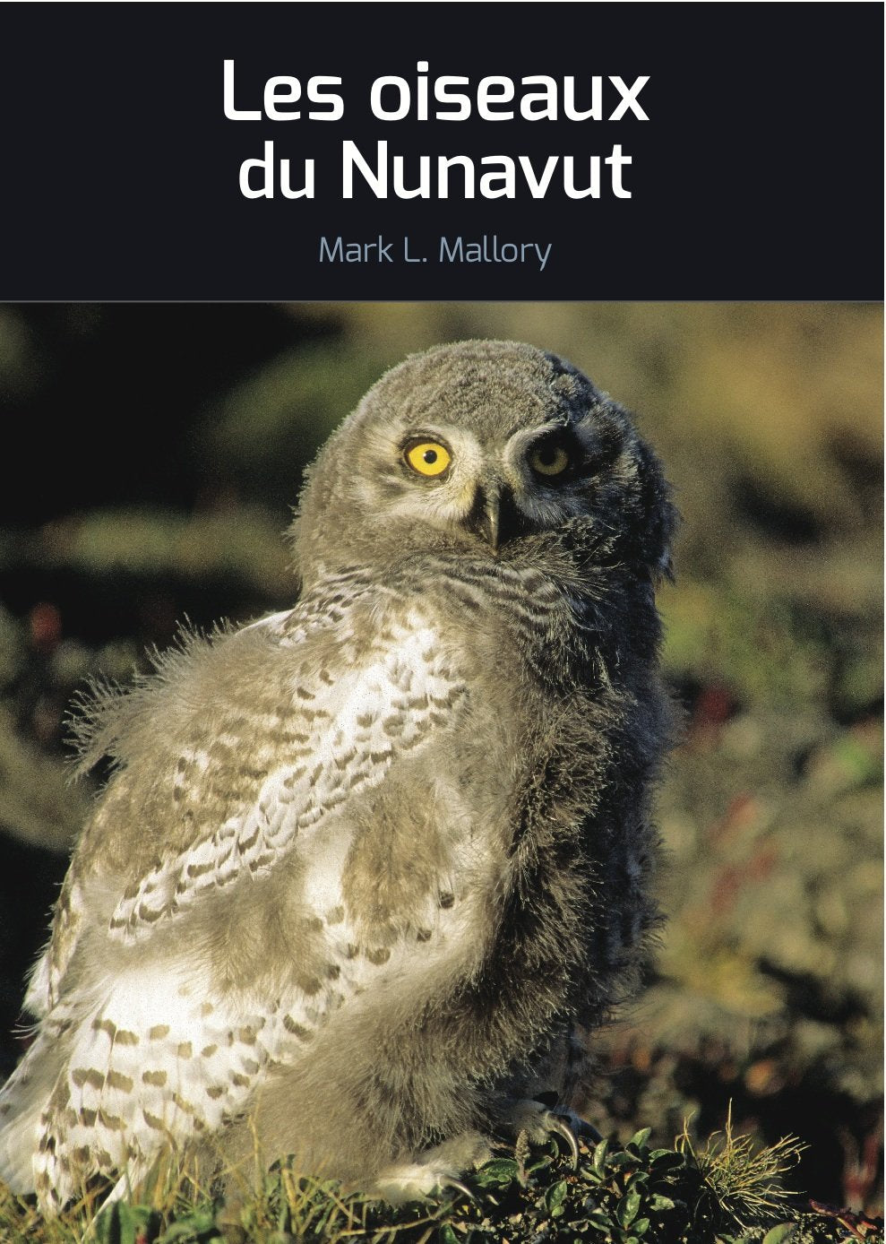 Common Birds of Nunavut