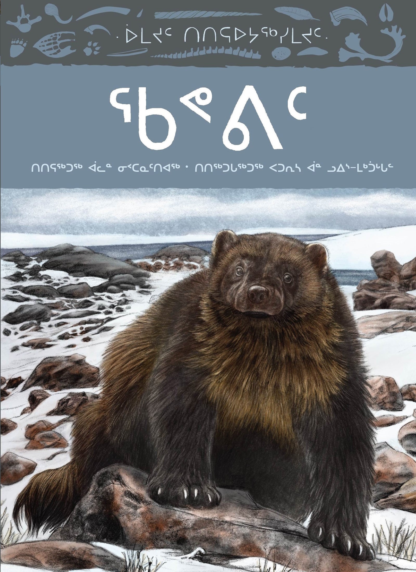 Animals Illustrated: Wolverine