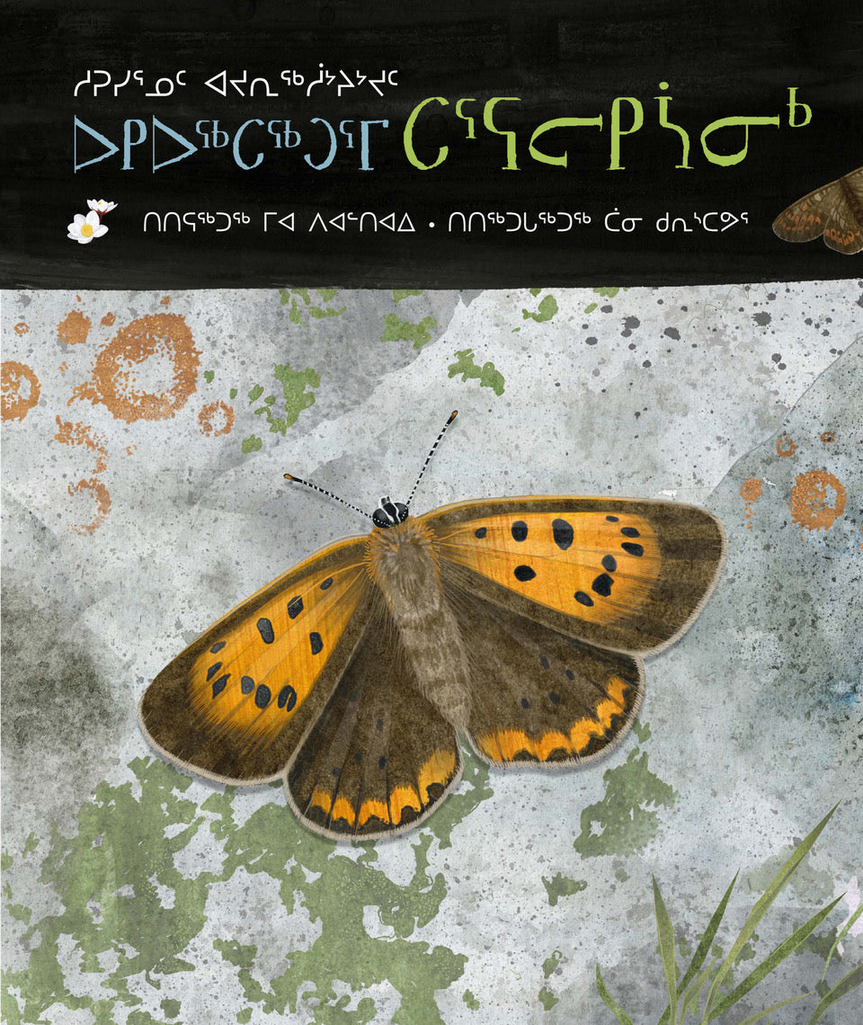 A Children's Guide to Arctic Butterflies