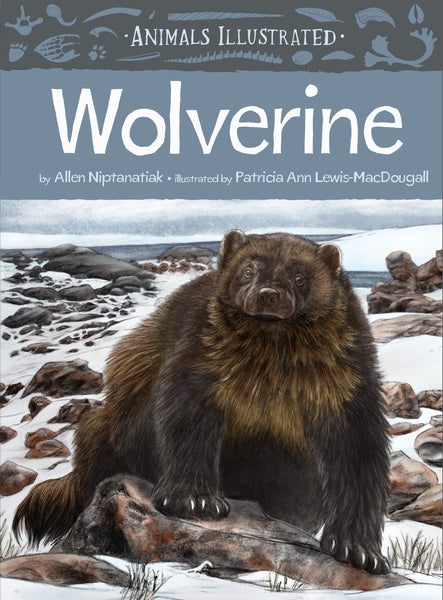 Animals Illustrated : Wolverine
